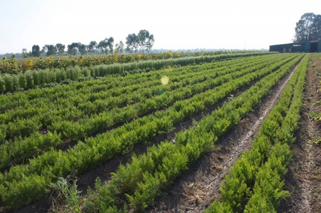 productos organicos